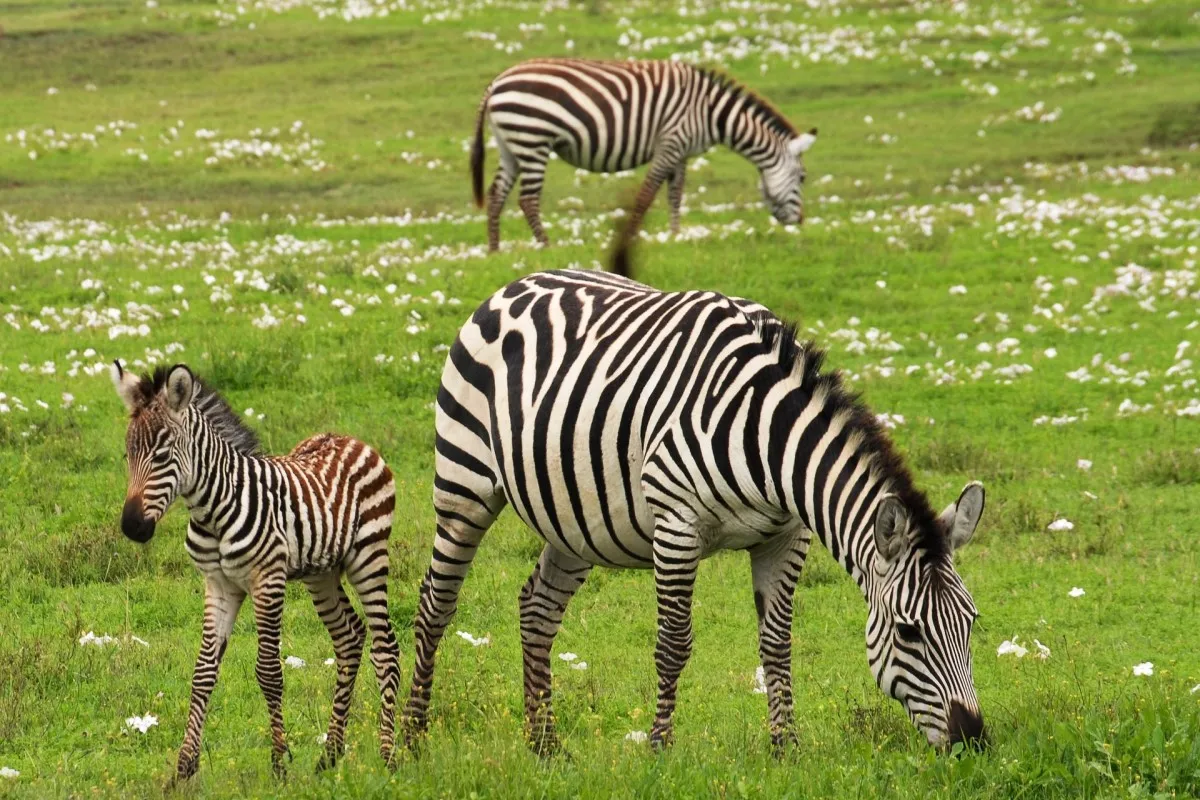 A 3-day trip to Ibanda-Kyerwa and Burigi-Chato National Parks from Bukoba: